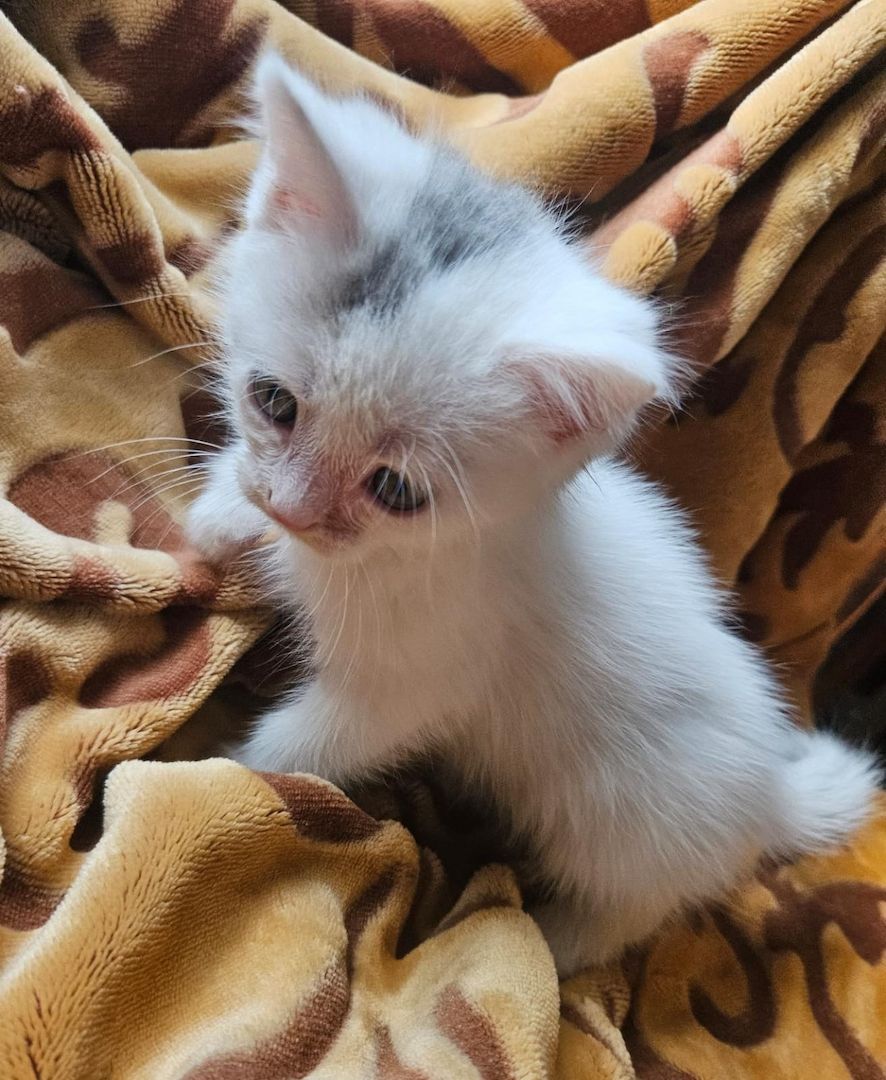 Baby Katze Bkh / maincoon mix