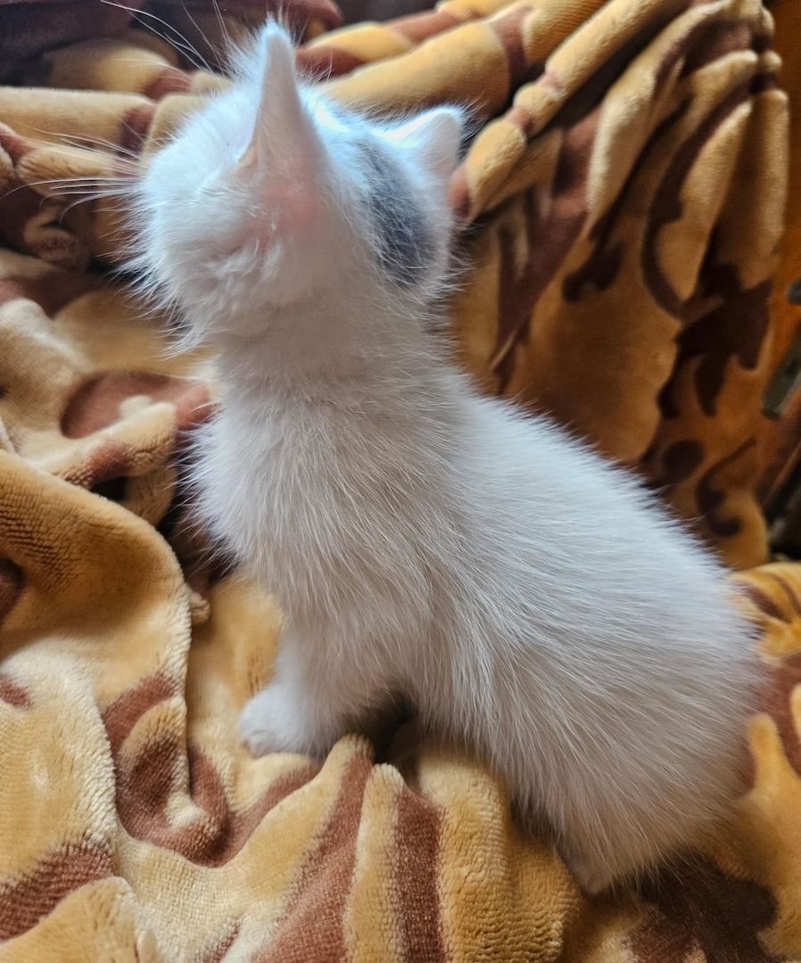 Baby Katze Bkh / maincoon mix