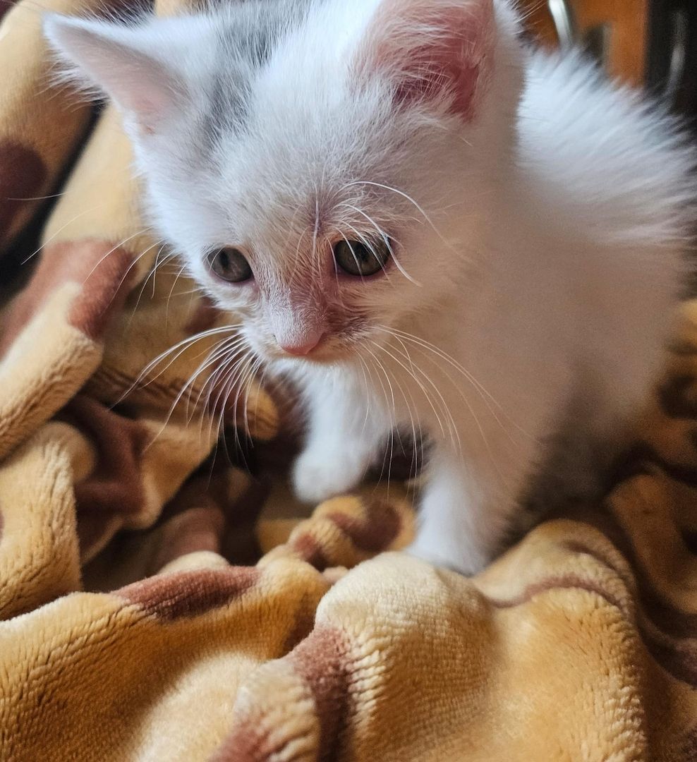 Baby Katze Bkh / maincoon mix