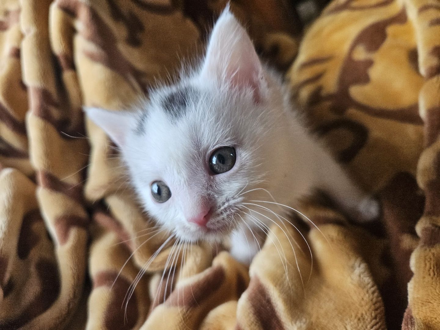 Baby Katze Bkh / maincoon mix