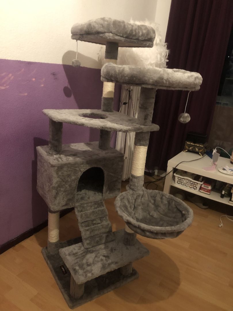 Baby Katze Bkh / maincoon mix