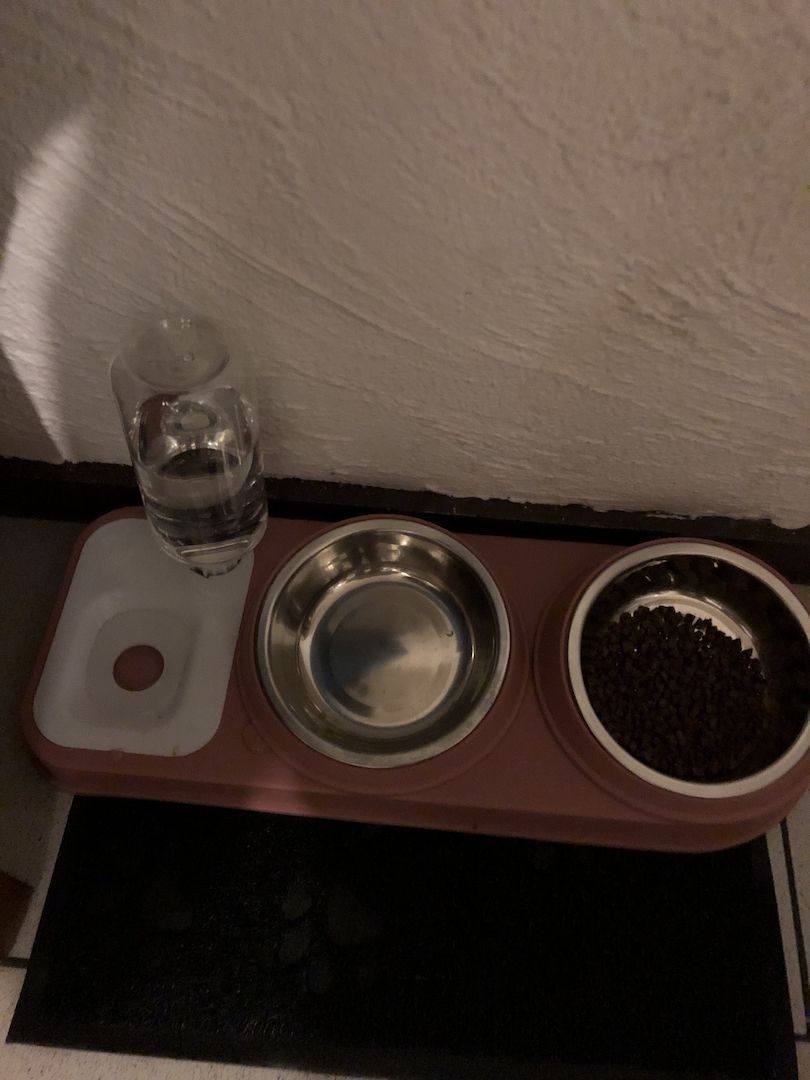 Baby Katze Bkh / maincoon mix