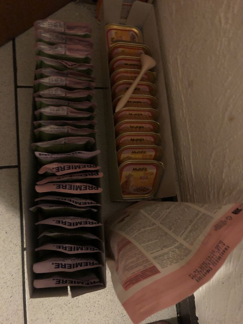 Baby Katze Bkh / maincoon mix