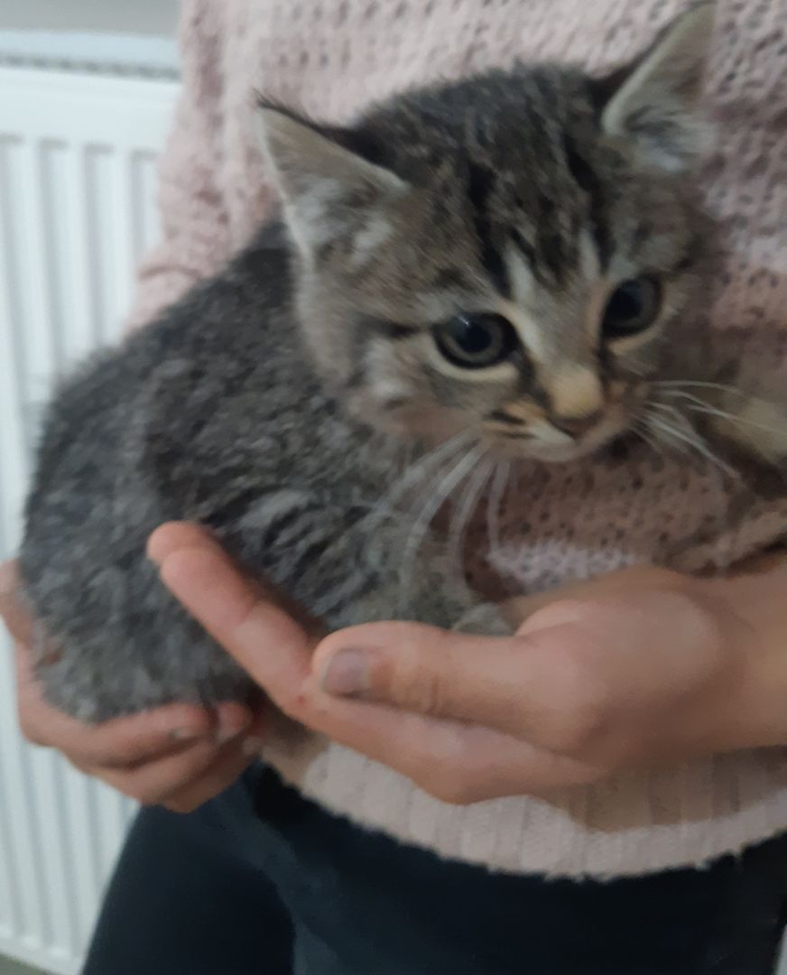 Kleine Katze abzugeben