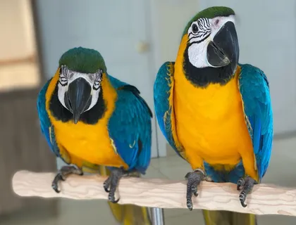 Ara-Papageien  