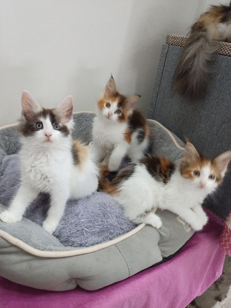 Main Coon Kitten abzugeben, geboren am 27.08.2023