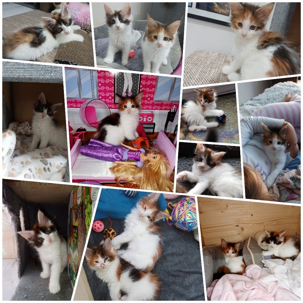 Main Coon Kitten abzugeben, geboren am 27.08.2023