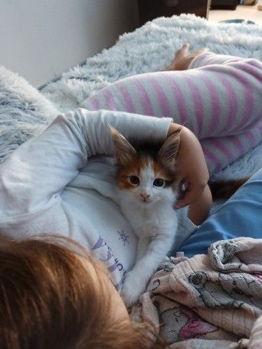 Main Coon Kitten abzugeben, geboren am 27.08.2023