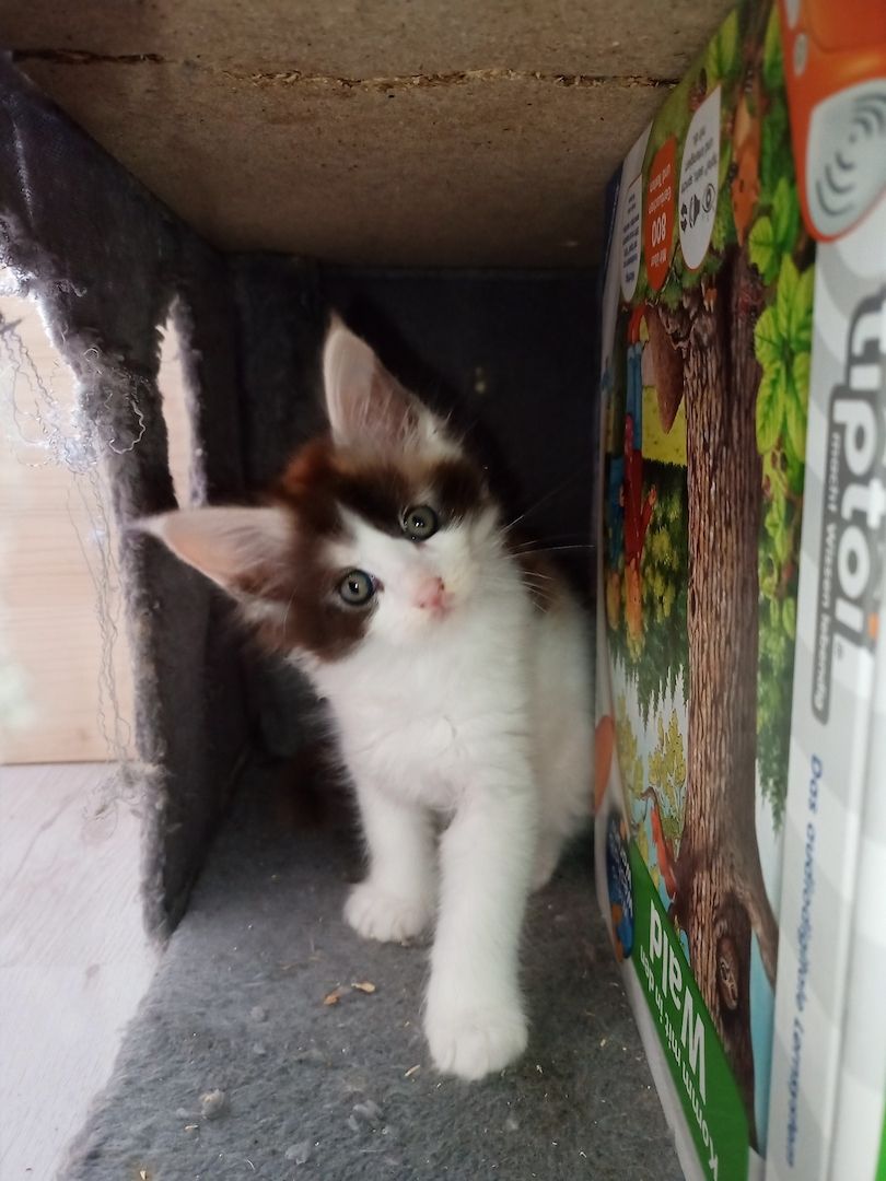 Main Coon Kitten abzugeben, geboren am 27.08.2023