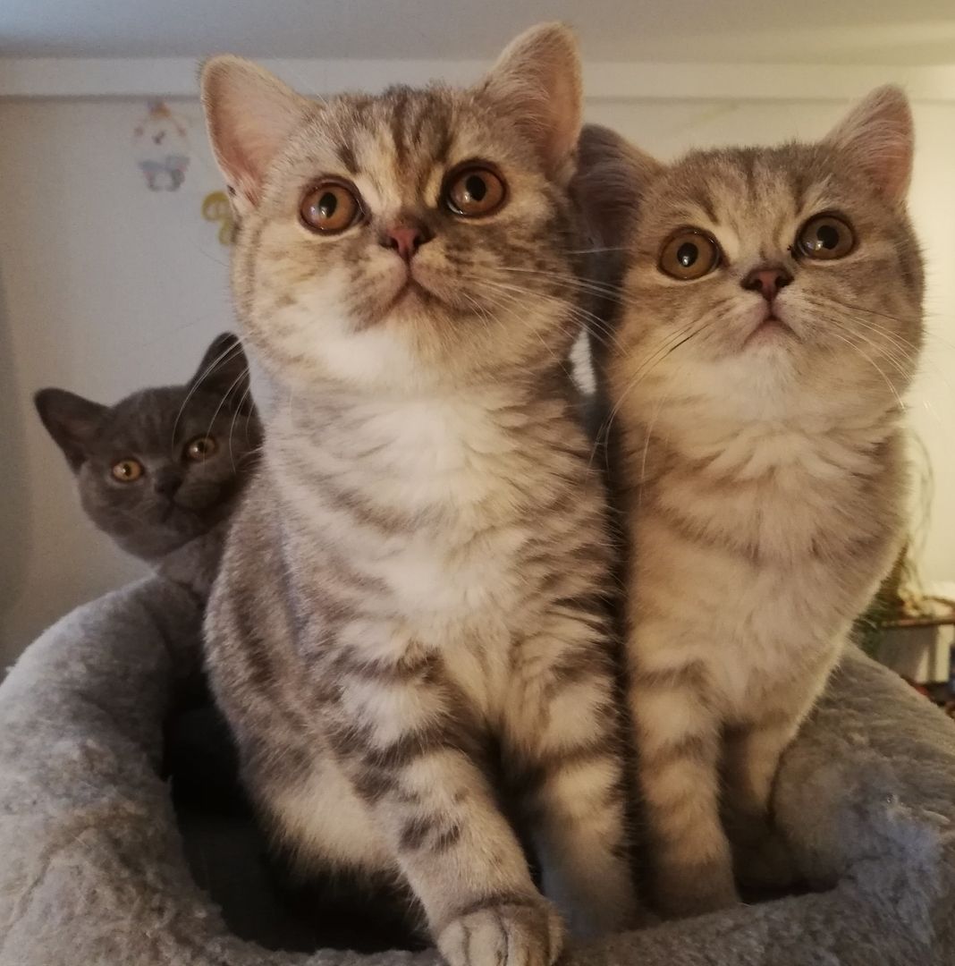 Britisch Kurzhaar (BKH) süße Kitten, abholbereit!  Britisch Kurzhaar (BKH) süße Kitten, abholbereit!