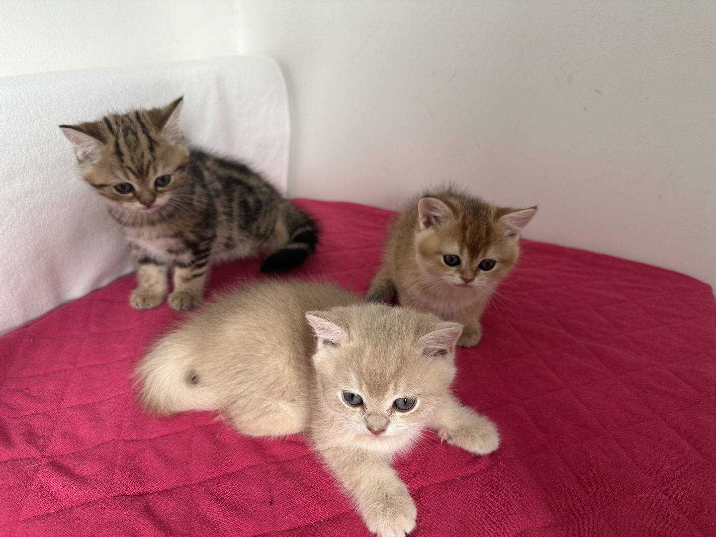 Reinrassige Britisch Kurzhaar Kätzchen mit Stammbaum,BKH Kitten