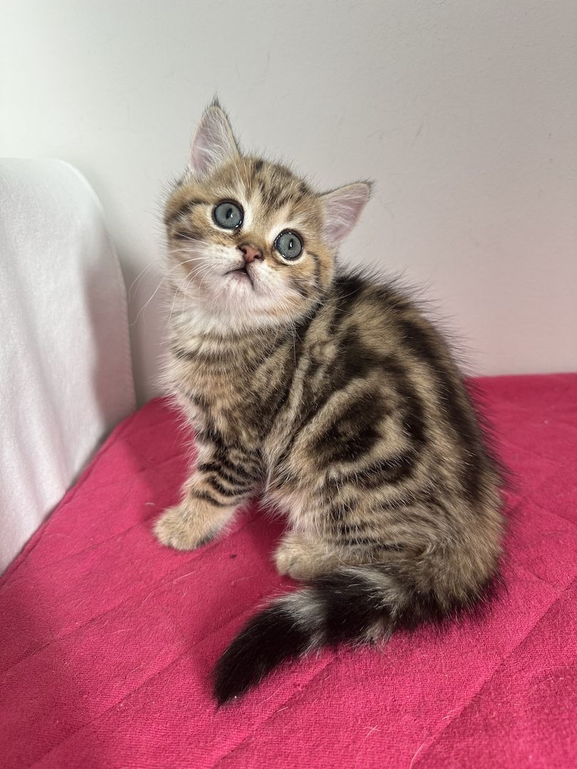 Reinrassige Britisch Kurzhaar Kätzchen mit Stammbaum,BKH Kitten