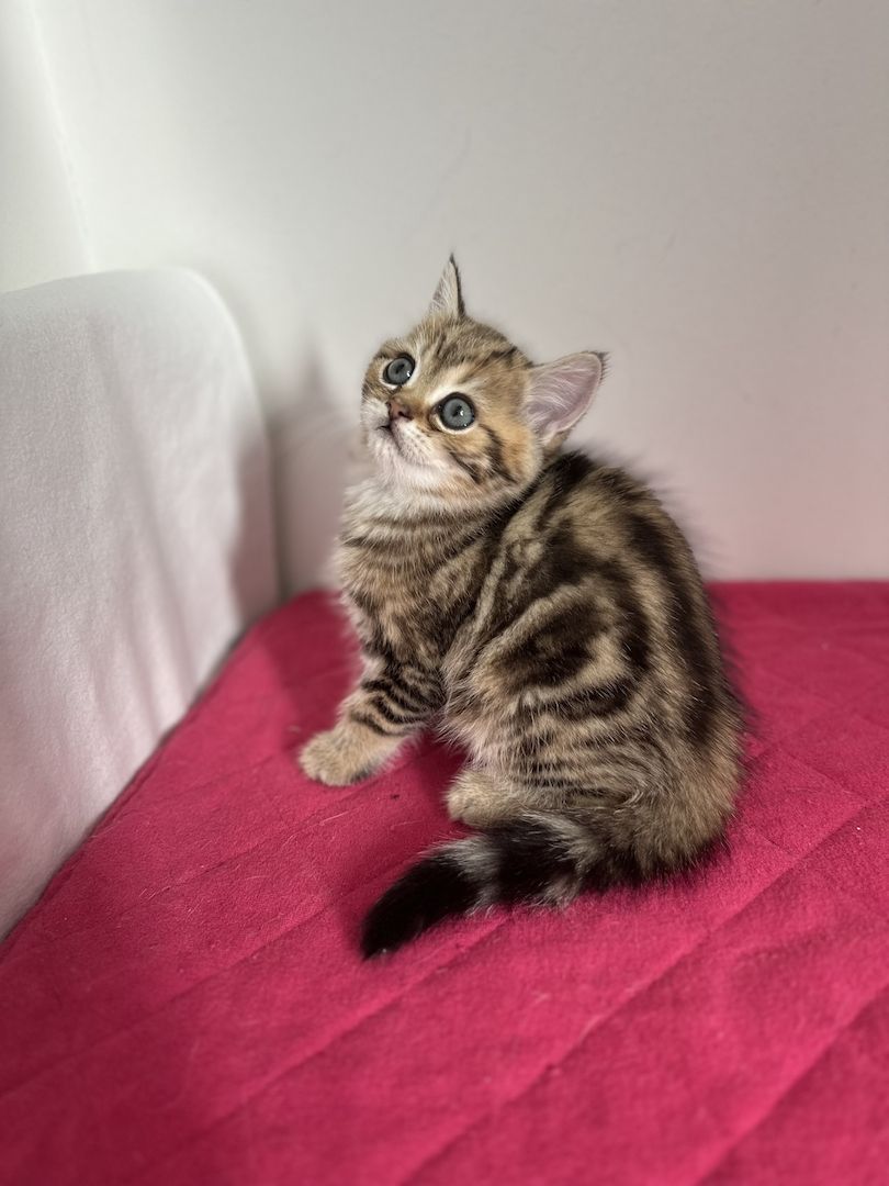 Reinrassige Britisch Kurzhaar Kätzchen mit Stammbaum,BKH Kitten