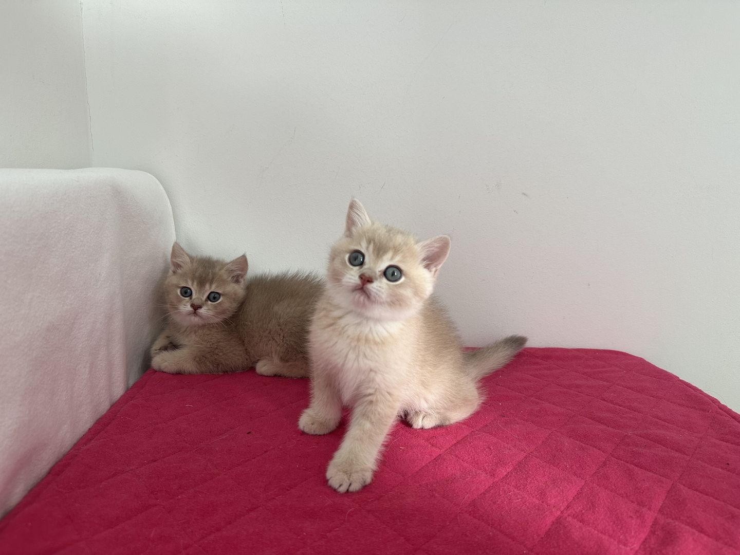 Reinrassige Britisch Kurzhaar Kätzchen mit Stammbaum,BKH Kitten