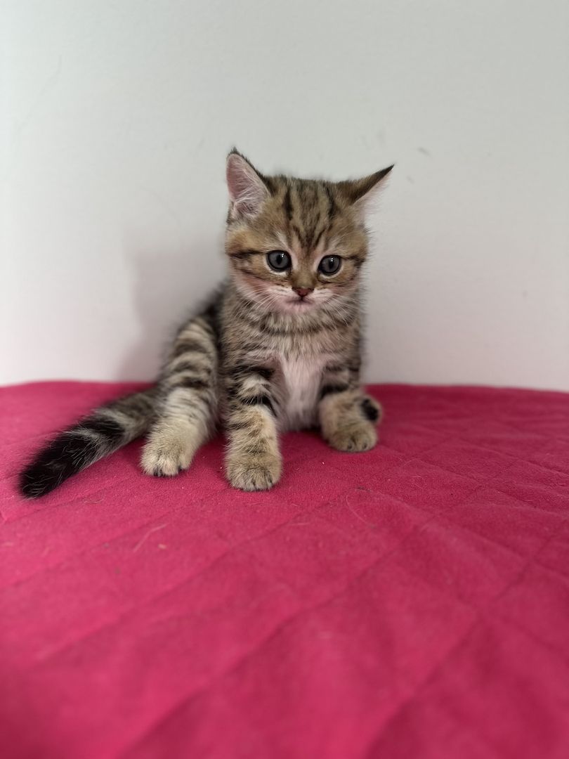 Reinrassige Britisch Kurzhaar Kätzchen mit Stammbaum,BKH Kitten