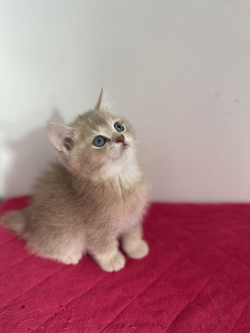 Reinrassige Britisch Kurzhaar Kätzchen mit Stammbaum,BKH Kitten