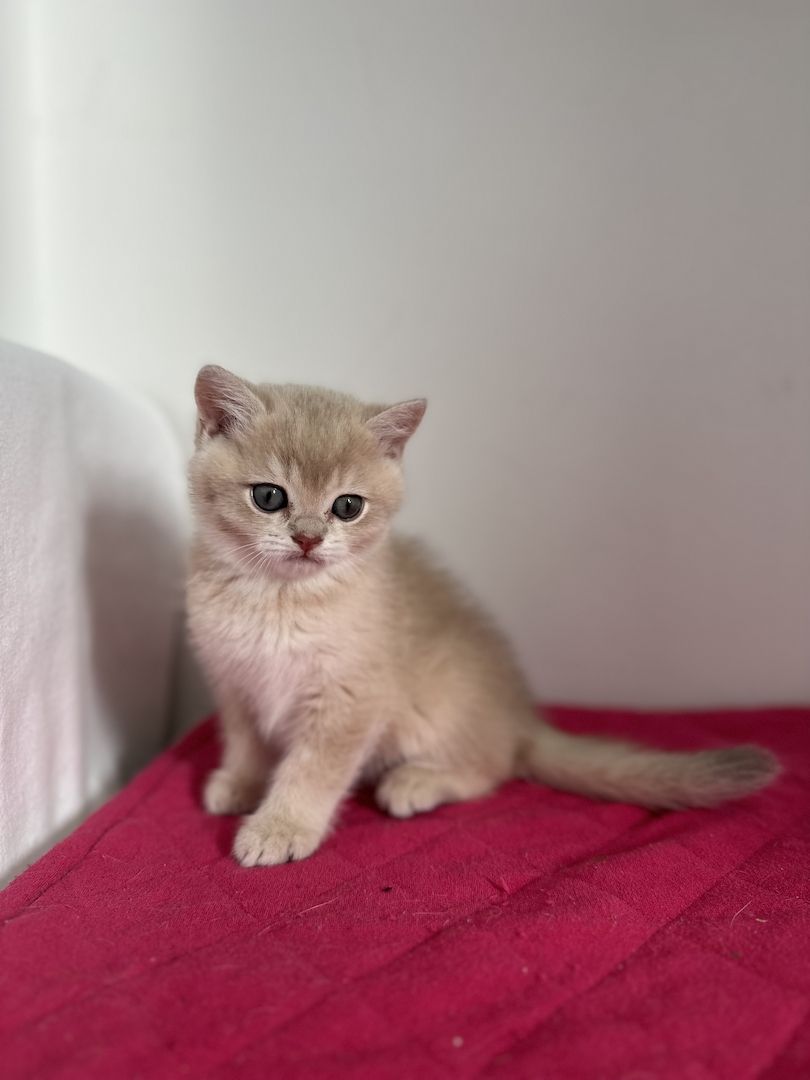 Reinrassige Britisch Kurzhaar Kätzchen mit Stammbaum,BKH Kitten