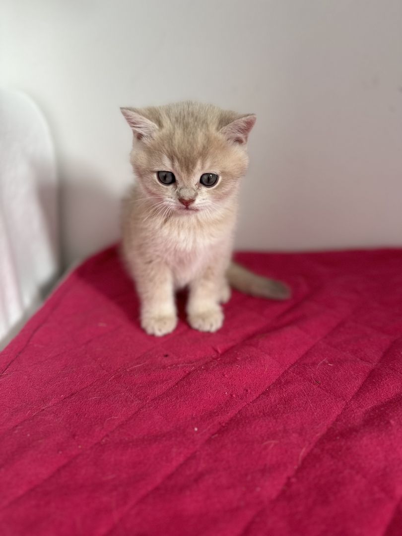 Reinrassige Britisch Kurzhaar Kätzchen mit Stammbaum,BKH Kitten