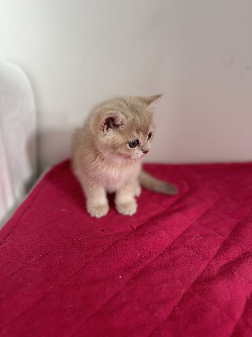 Reinrassige Britisch Kurzhaar Kätzchen mit Stammbaum,BKH Kitten