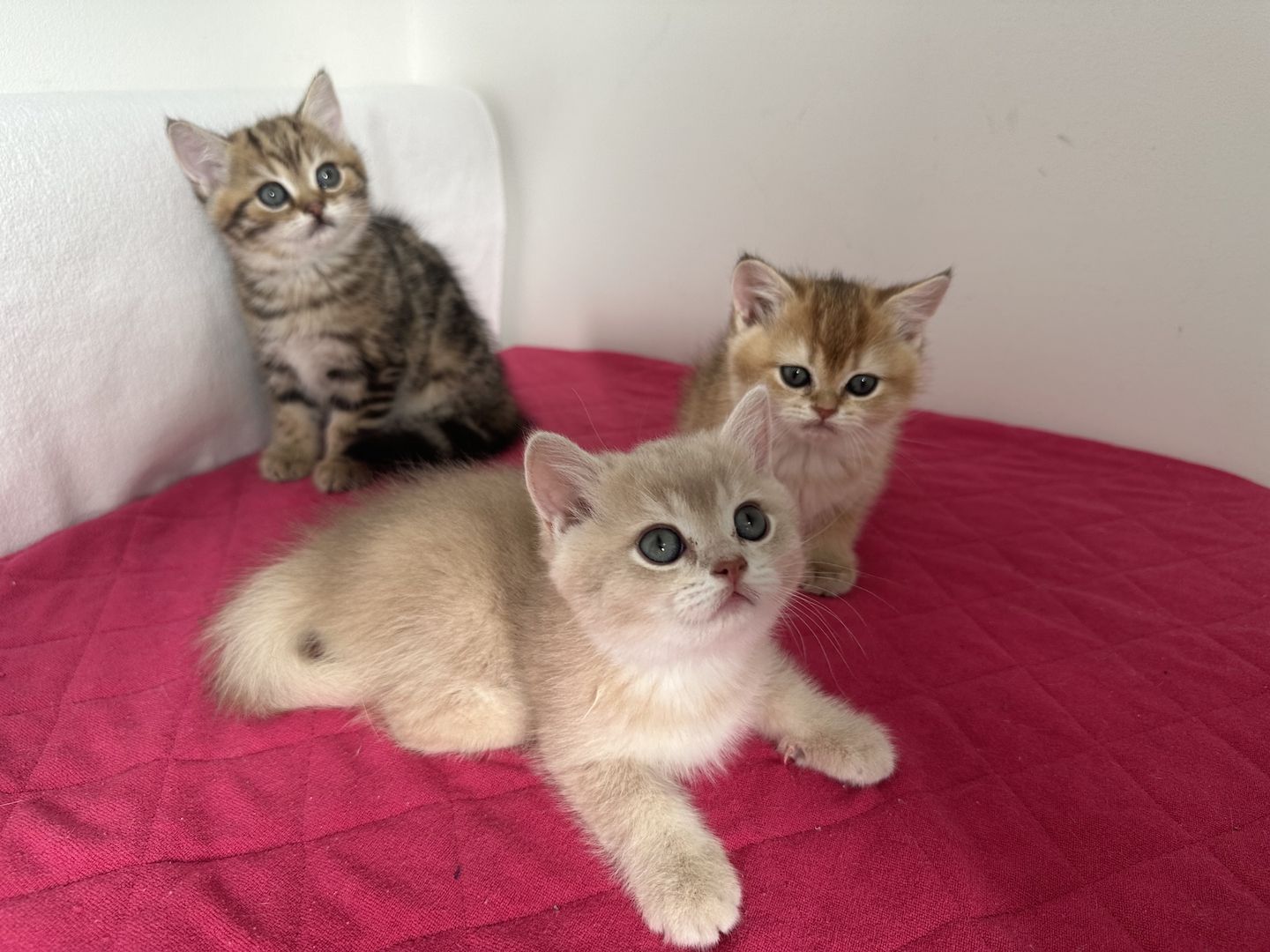 Reinrassige Britisch Kurzhaar Kätzchen mit Stammbaum,BKH Kitten