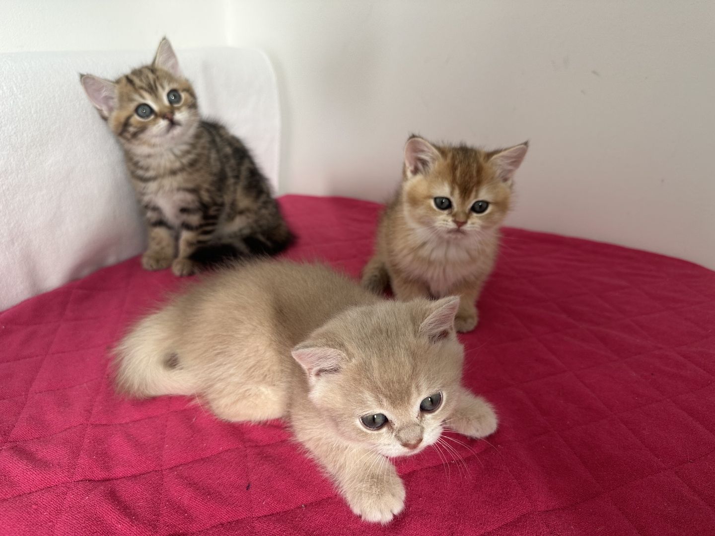 Reinrassige Britisch Kurzhaar Kätzchen mit Stammbaum,BKH Kitten