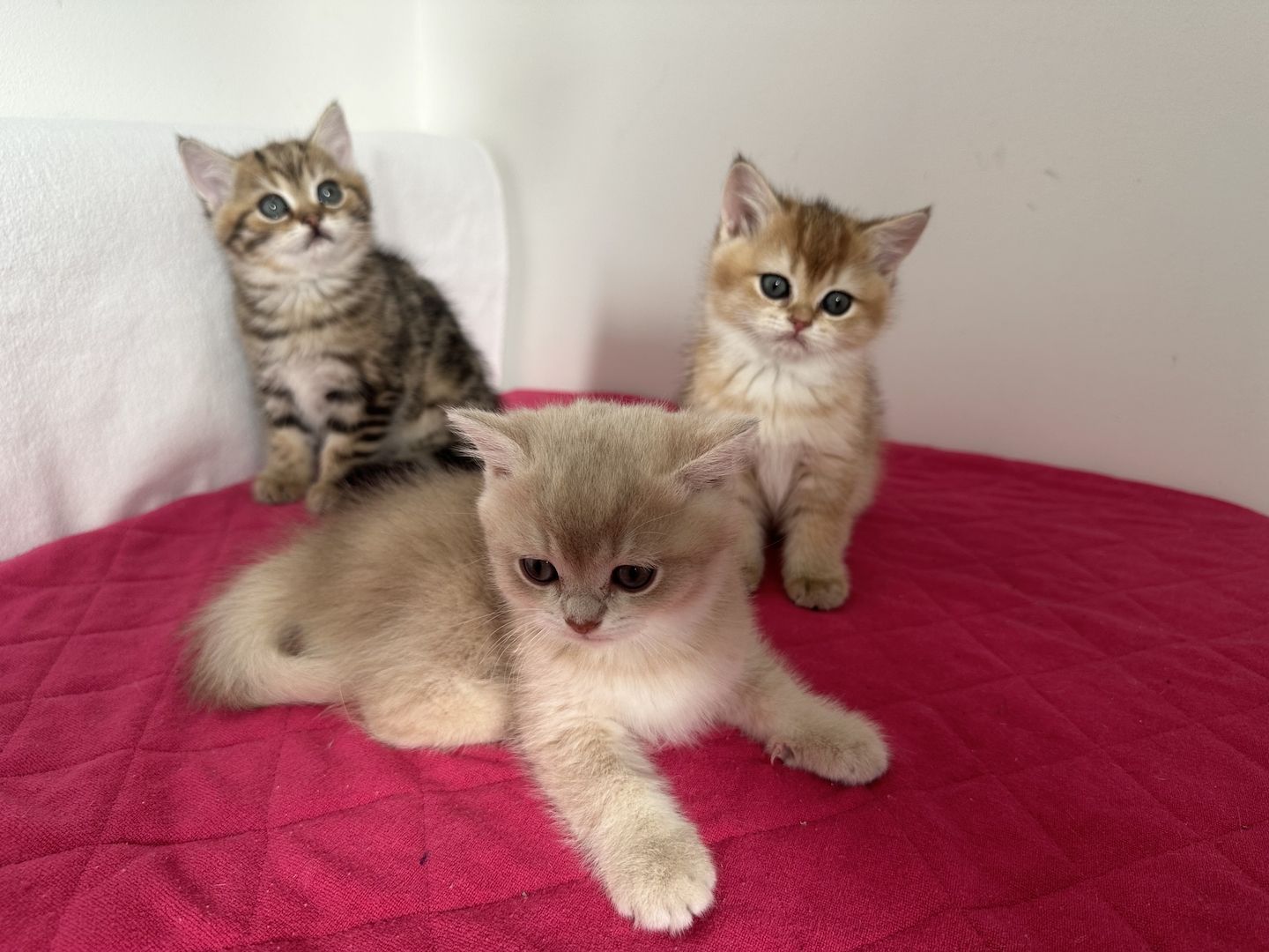 Reinrassige Britisch Kurzhaar Kätzchen mit Stammbaum,BKH Kitten