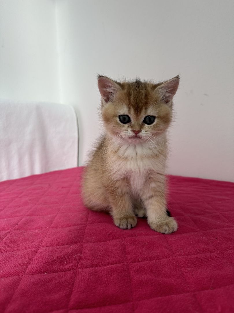 Reinrassige Britisch Kurzhaar Kätzchen mit Stammbaum,BKH Kitten