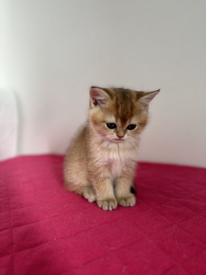 Reinrassige Britisch Kurzhaar Kätzchen mit Stammbaum,BKH Kitten