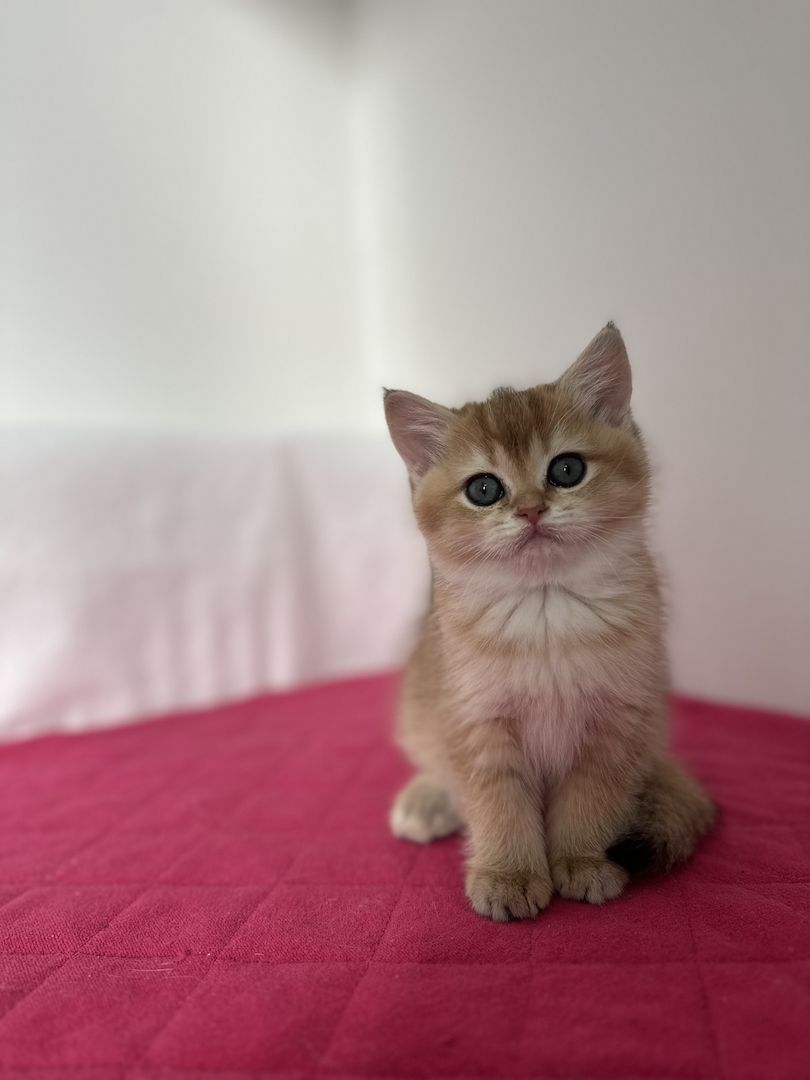 Reinrassige Britisch Kurzhaar Kätzchen mit Stammbaum,BKH Kitten