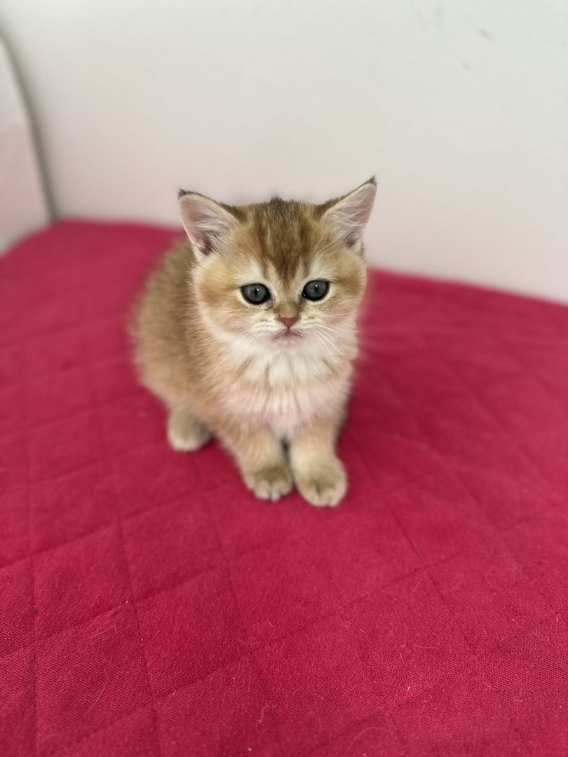 Reinrassige Britisch Kurzhaar Kätzchen mit Stammbaum,BKH Kitten