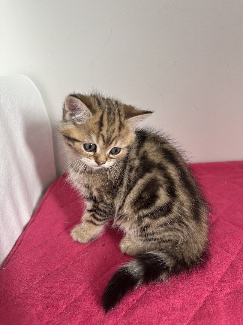 Reinrassige Britisch Kurzhaar Kätzchen mit Stammbaum,BKH Kitten