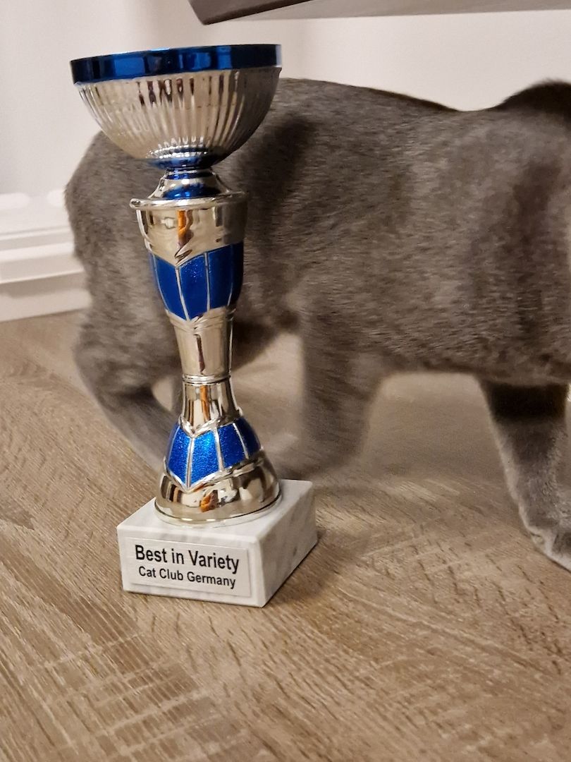 Russisch Blau Kitten mit Stammbaum Russisch Blau Kitten mit Stammbaum