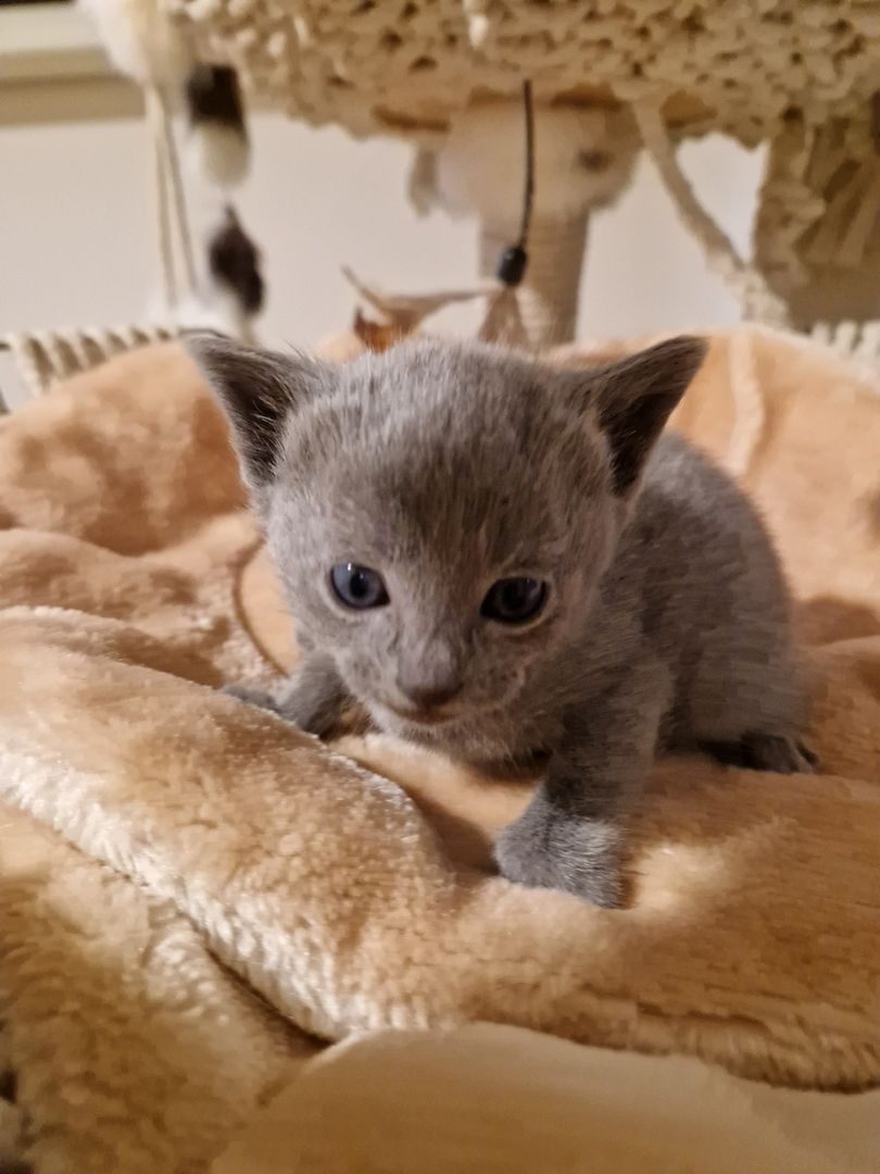 Russisch Blau Kitten mit Stammbaum Russisch Blau Kitten mit Stammbaum