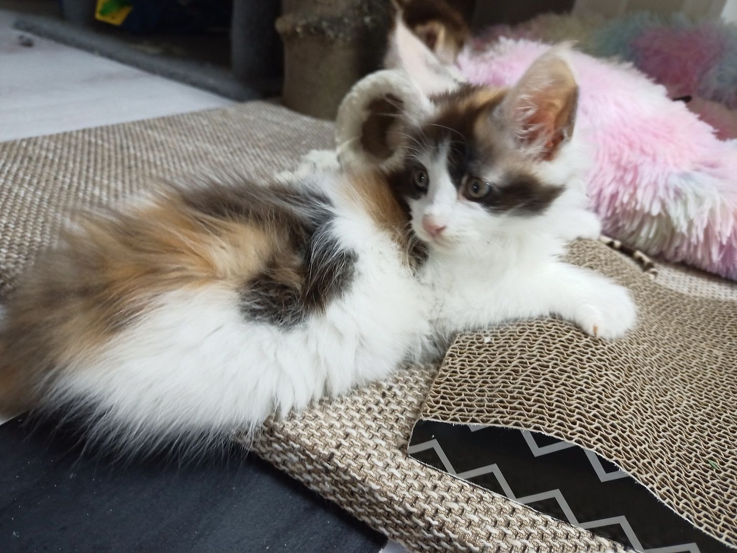 Main Coon Kitten abzugeben, geboren am 27.08.2023