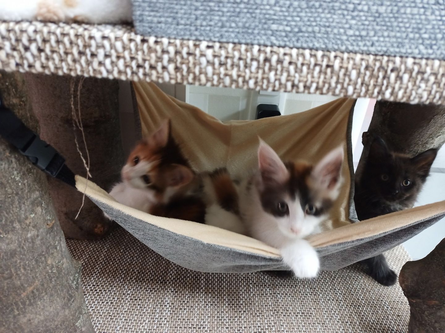 Main Coon Kitten abzugeben, geboren am 27.08.2023