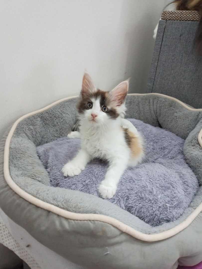 Main Coon Kitten abzugeben, geboren am 27.08.2023