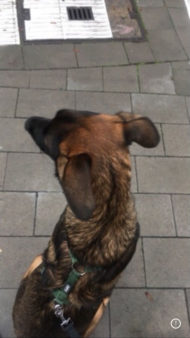 Ich suche ein neues Zuhause