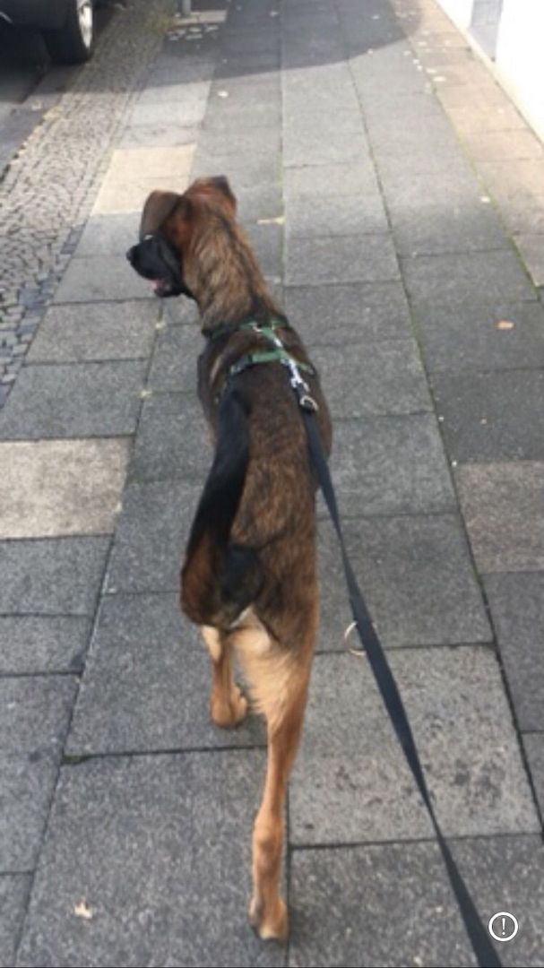 Ich suche ein neues Zuhause