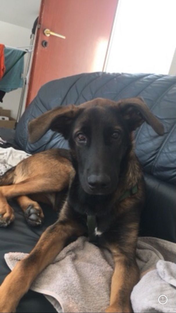 Ich suche ein neues Zuhause