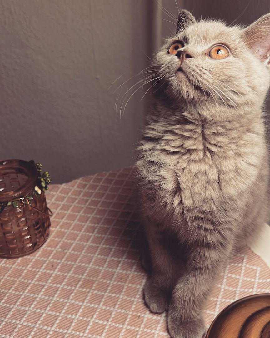 Britisch Kurzhaar Kater