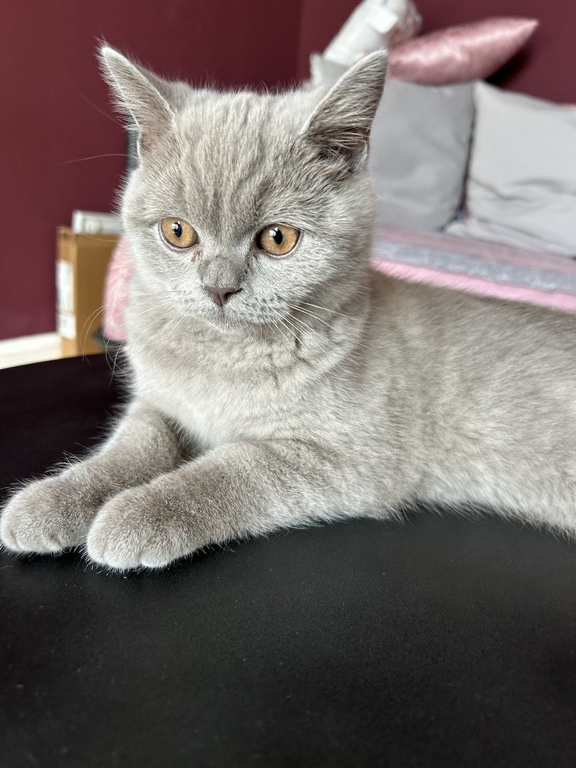 Britisch Kurzhaar Kater