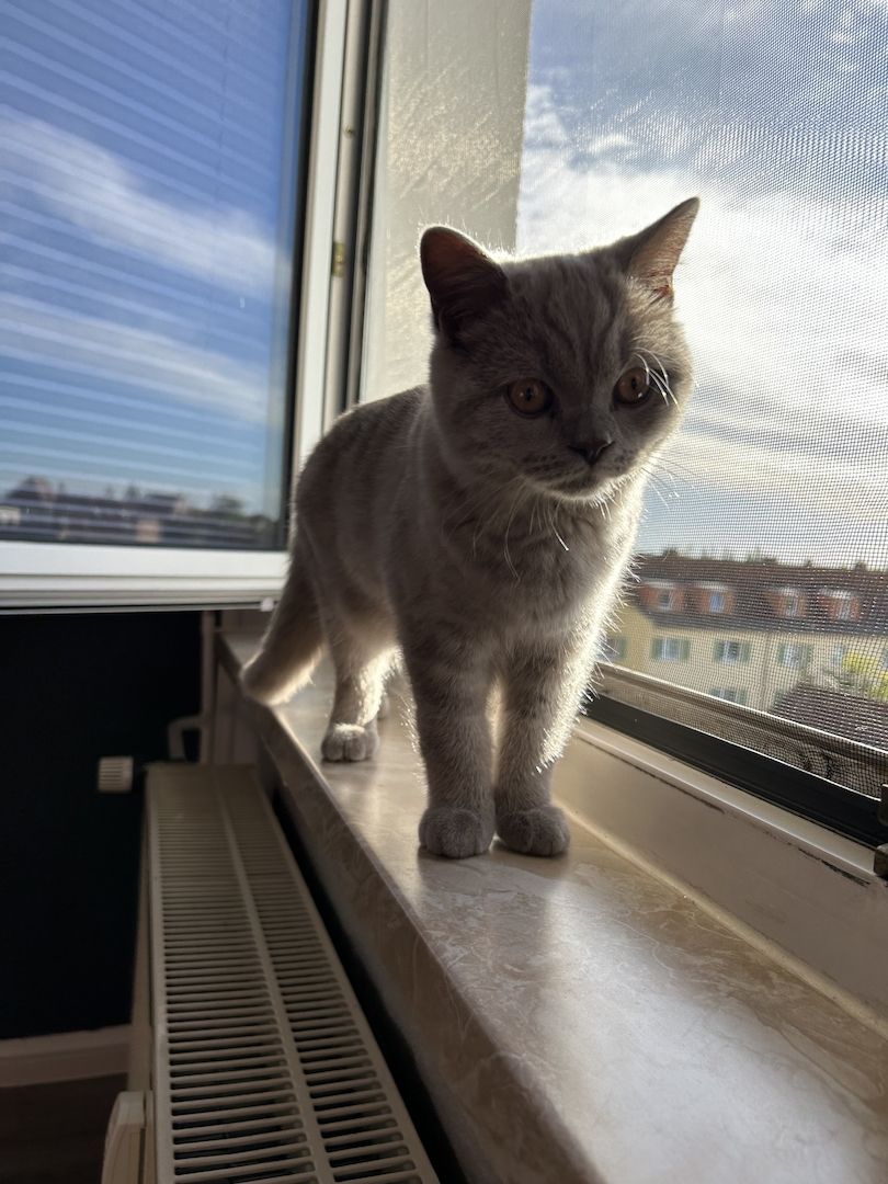 Britisch Kurzhaar Kater