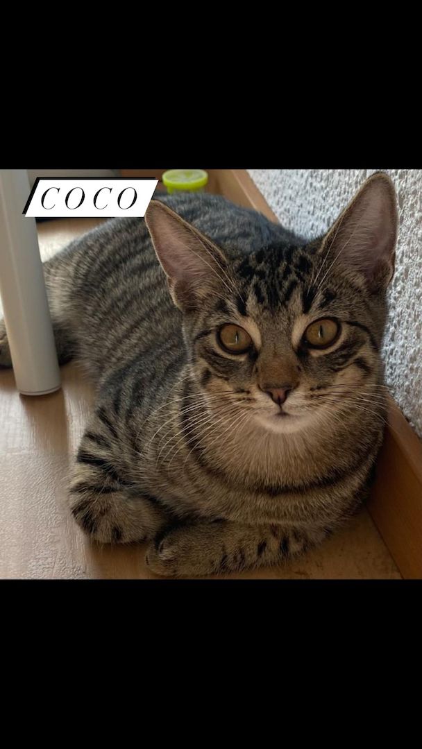 Kater aus Düsseldorf