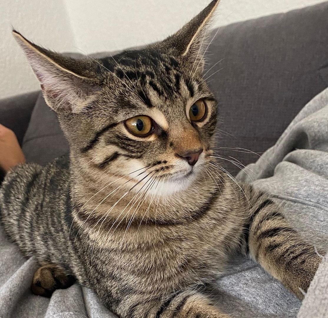 Kater aus Düsseldorf