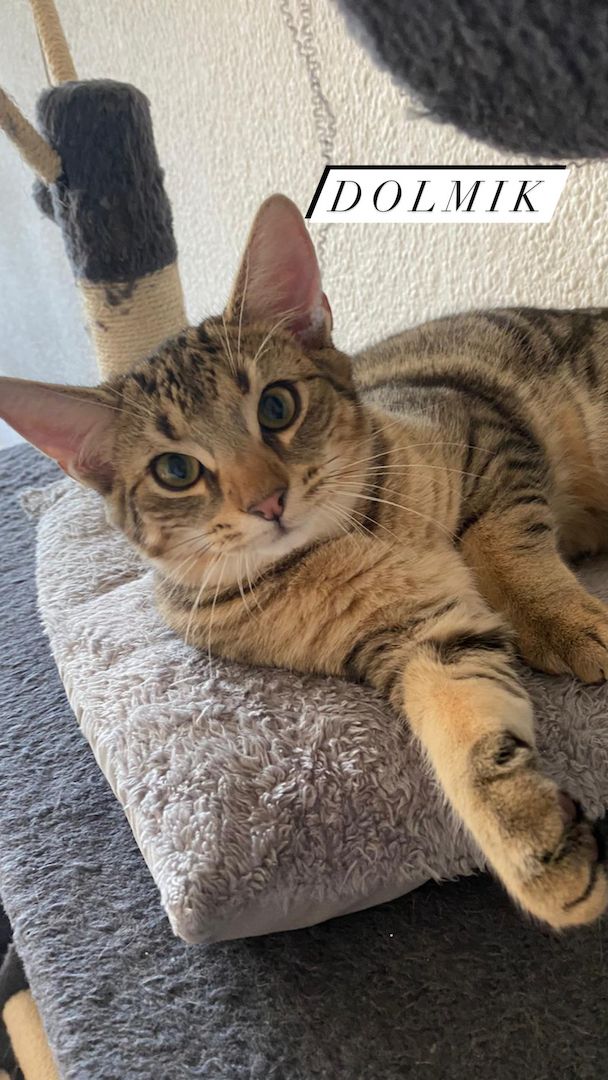 Kater aus Düsseldorf