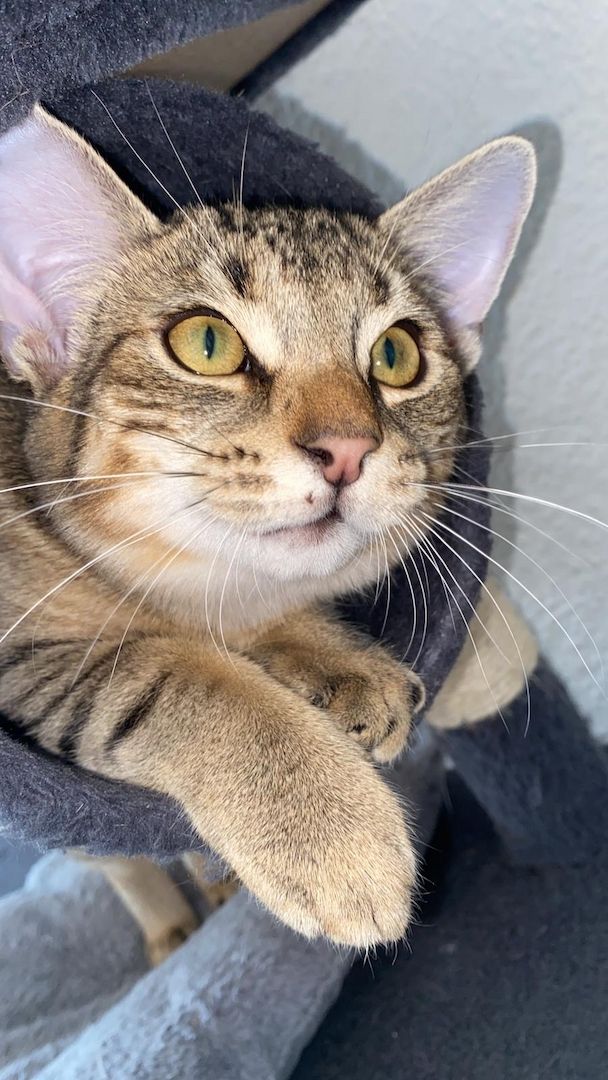 Kater aus Düsseldorf