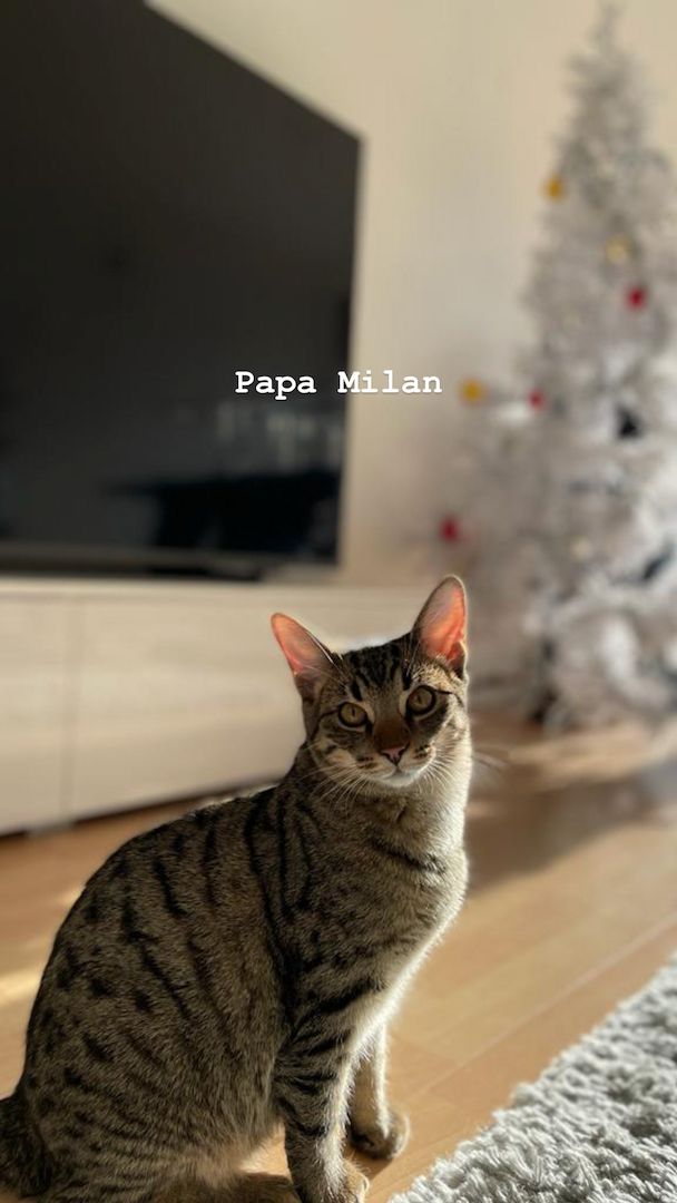 Kater aus Düsseldorf