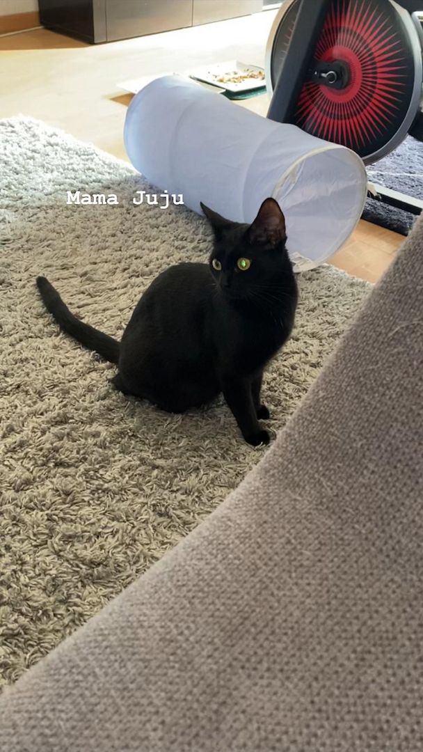 Kater aus Düsseldorf