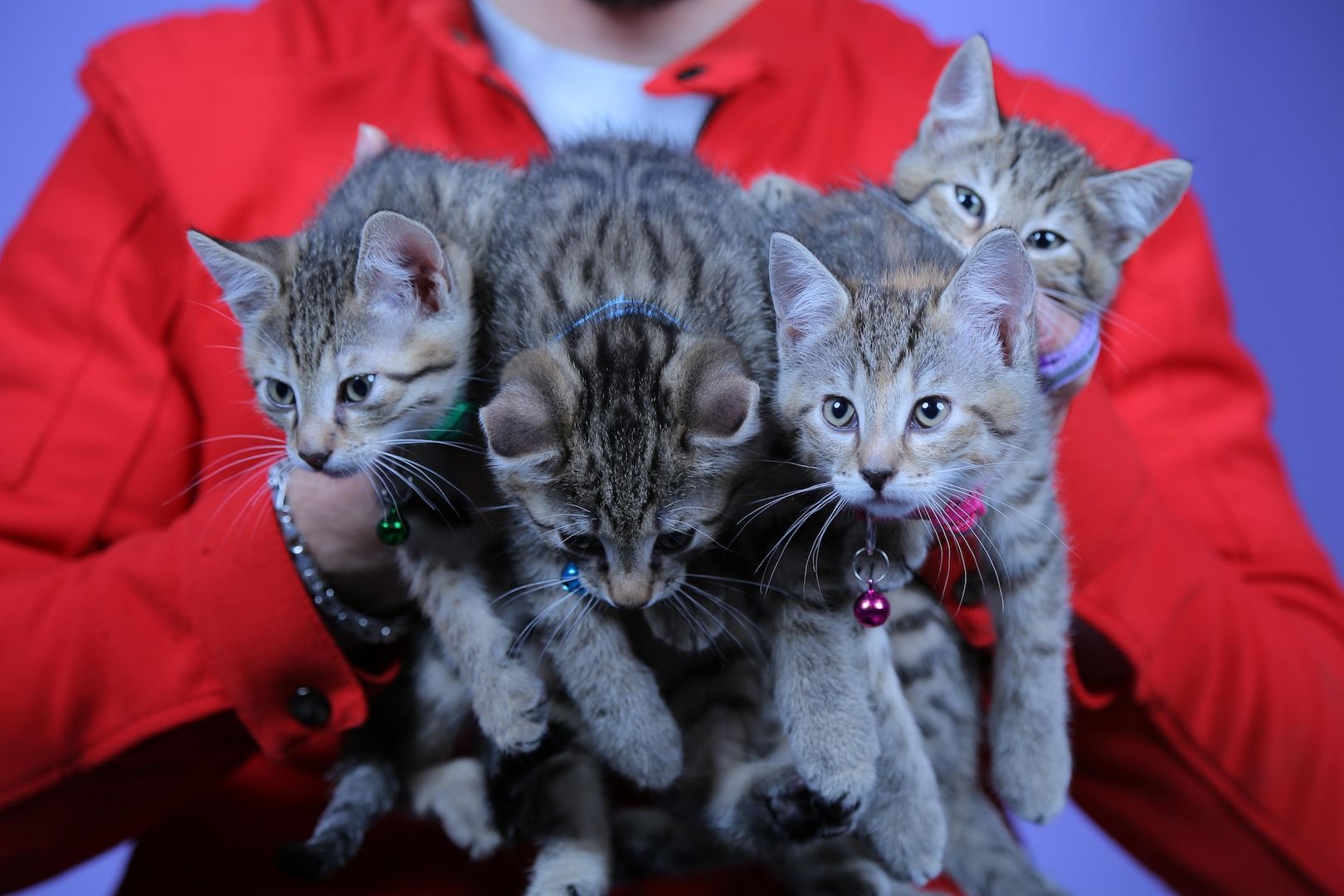 Bengal-Mix Katzenbabys