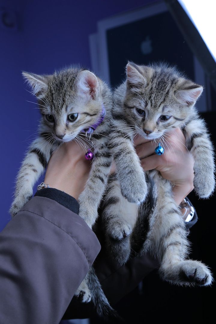 Bengal-Mix Katzenbabys